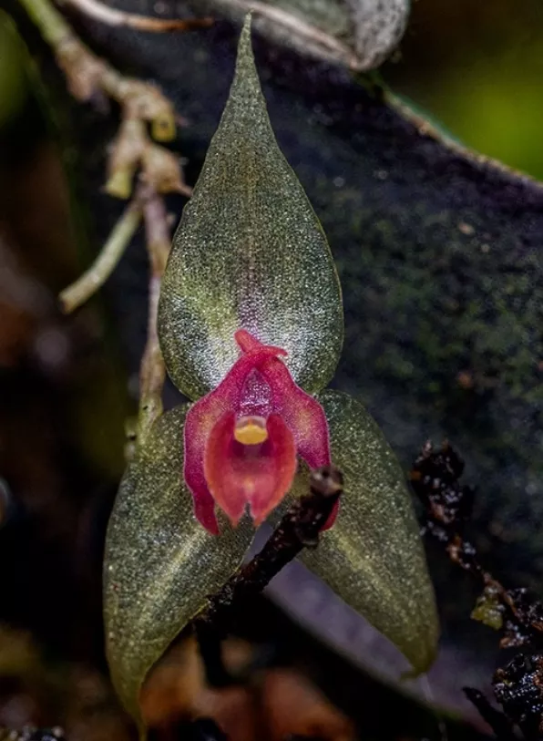 Lepanthes sp.,   JUAN SANGIOVANNI