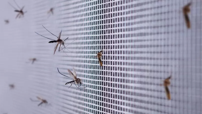 Dengue