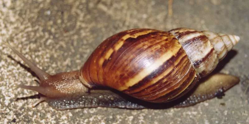 Caracol africano