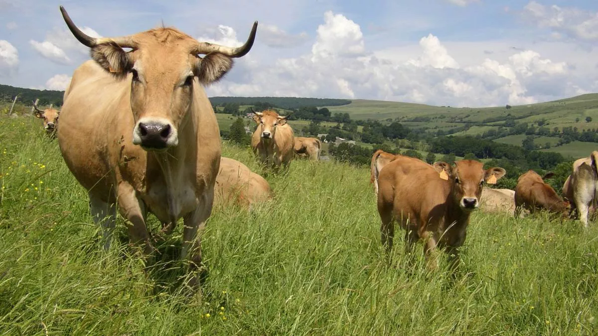vacas