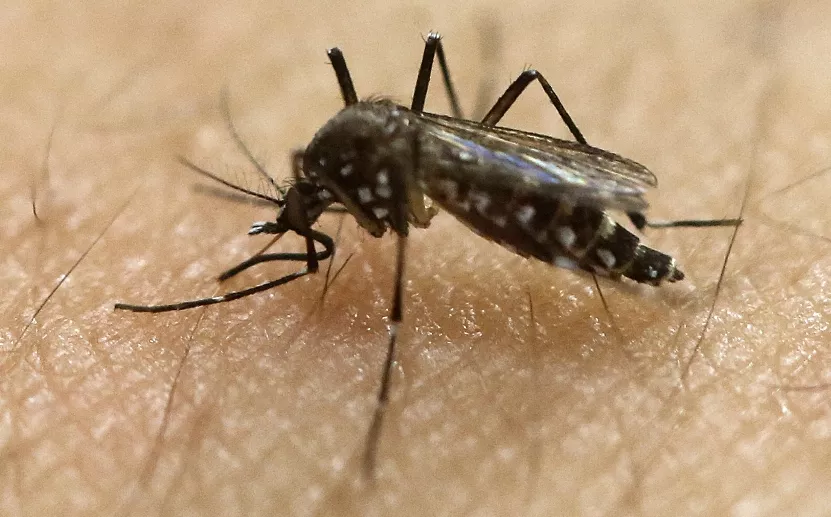 ZIKA-FLORIDA
