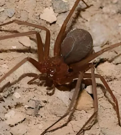 araña