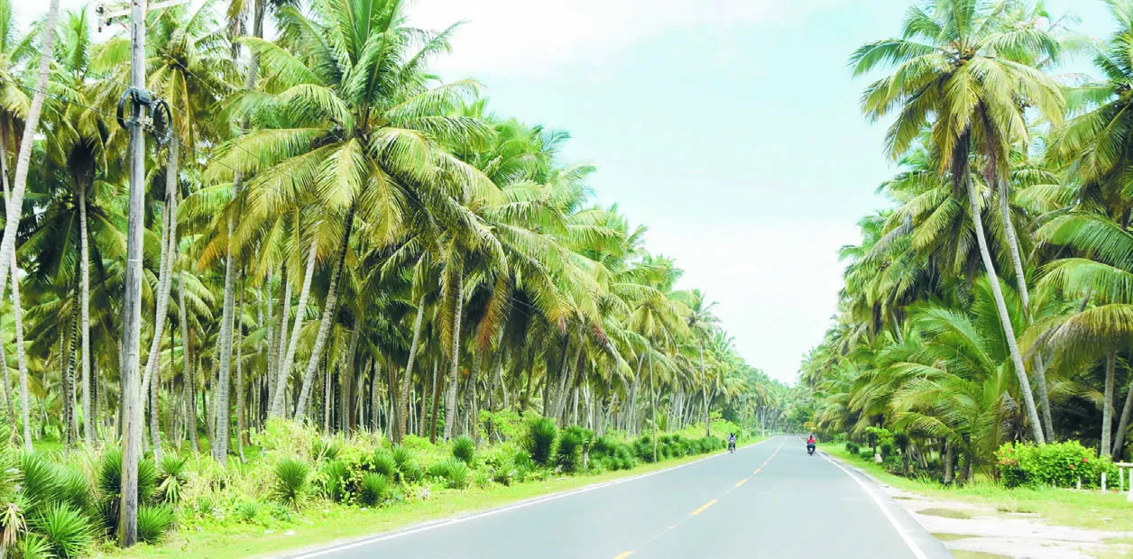 El cocotal  de Nagua, la capital del coco de la República Dominicana, porque tiene la mayor cantidad de coco sembrados  .    Alberto calvo