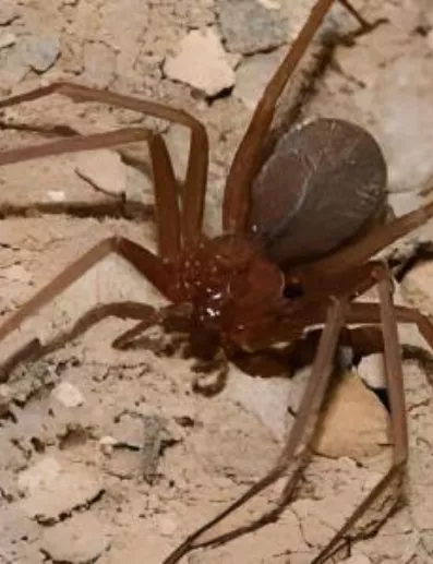 Araña marrón es altamente peligrosa. fuente externa