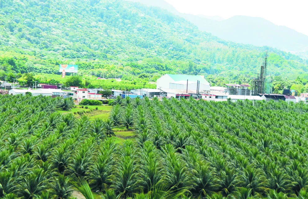 El Consorcio Rica cuenta con la mayor plantación de coco en el país, con más de 130 mil matas, la mayoría enano.  Alberto calvo