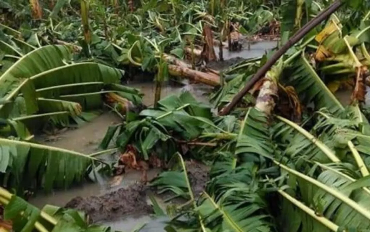 La producción de cacao, plátano, yautía, aguacate y castaña  también  fue afectada.