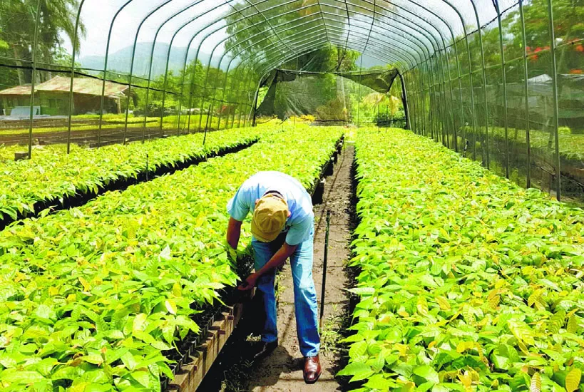 El vivero agroforestal Loma Grande,  en Villa Altagracia,   modelo  en plantaciones reguladas.