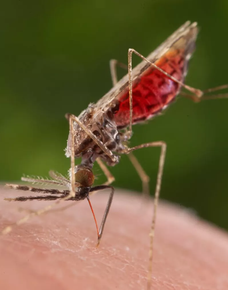 En la prevención se recomienda el uso de mosquiteros.