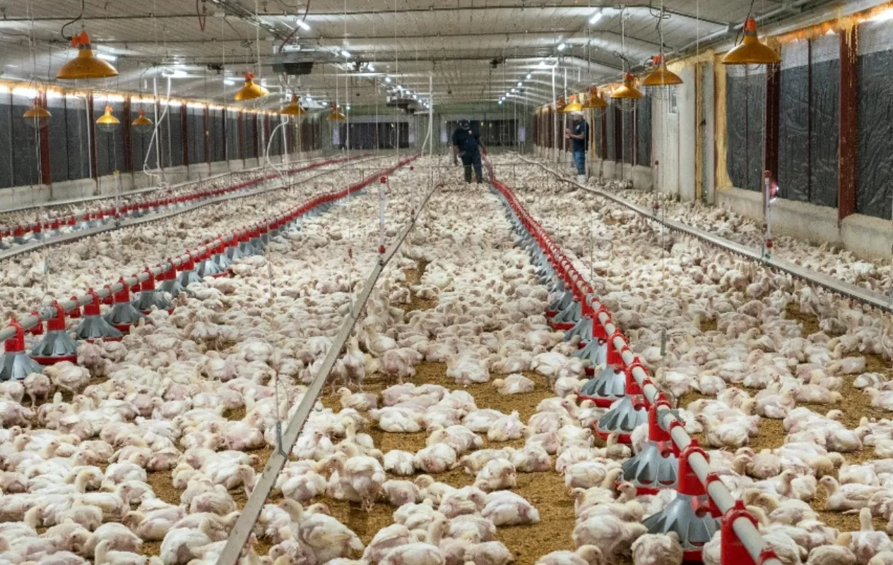 En el país existen más de 50 plantas productoras de alimentos para esta industria.