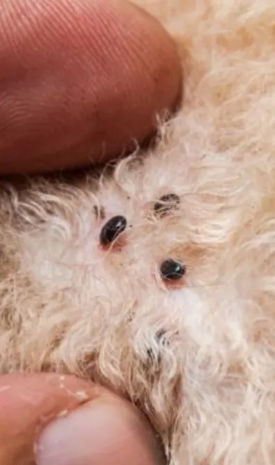 Vectores afectan animales.