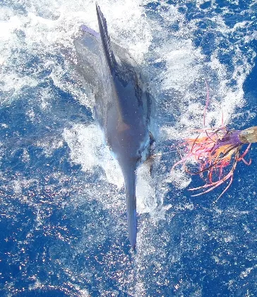 Acción en el torneo de poesca del >Marlin Azul.