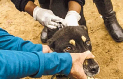 Se proyecta vacunar 870 mil perros  y 25 mil gatos