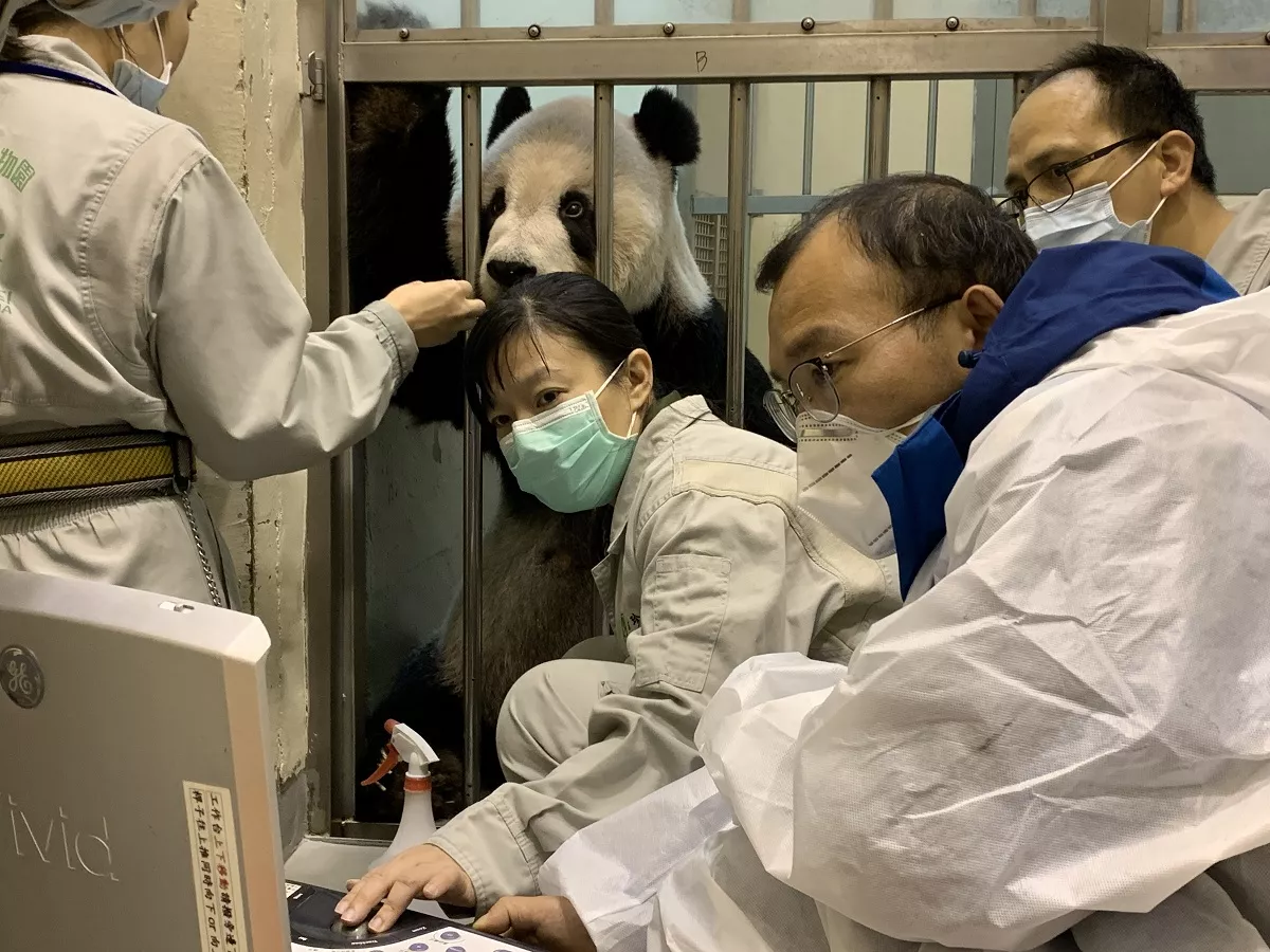 Tuan Tuan, el oso panda enfermo que ha acercado a China y Taiwán