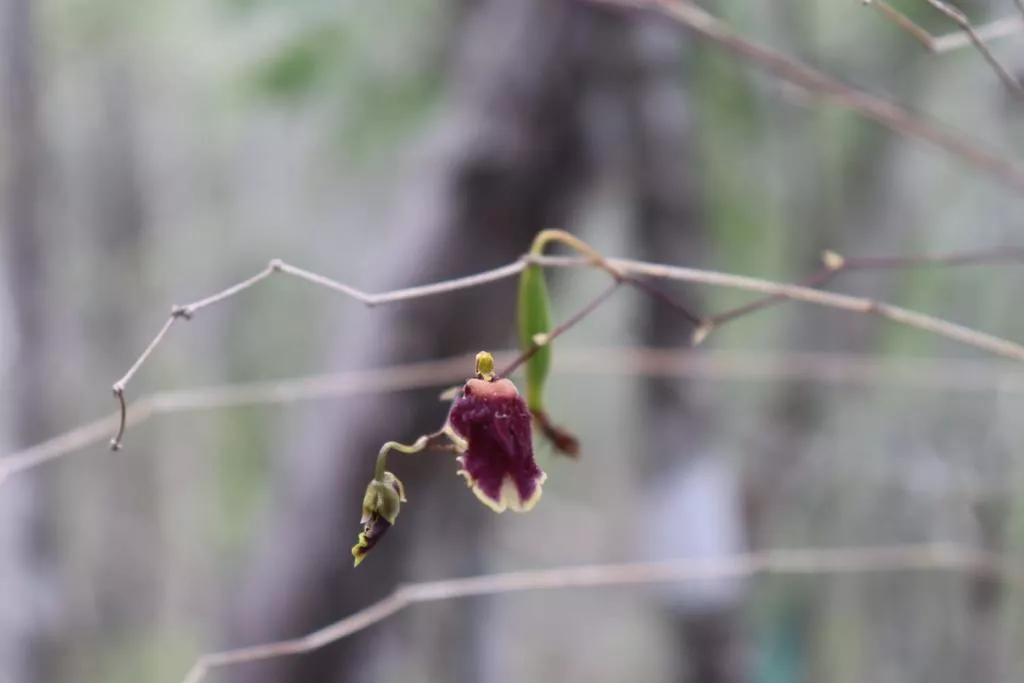 orquídea "Cacatica"