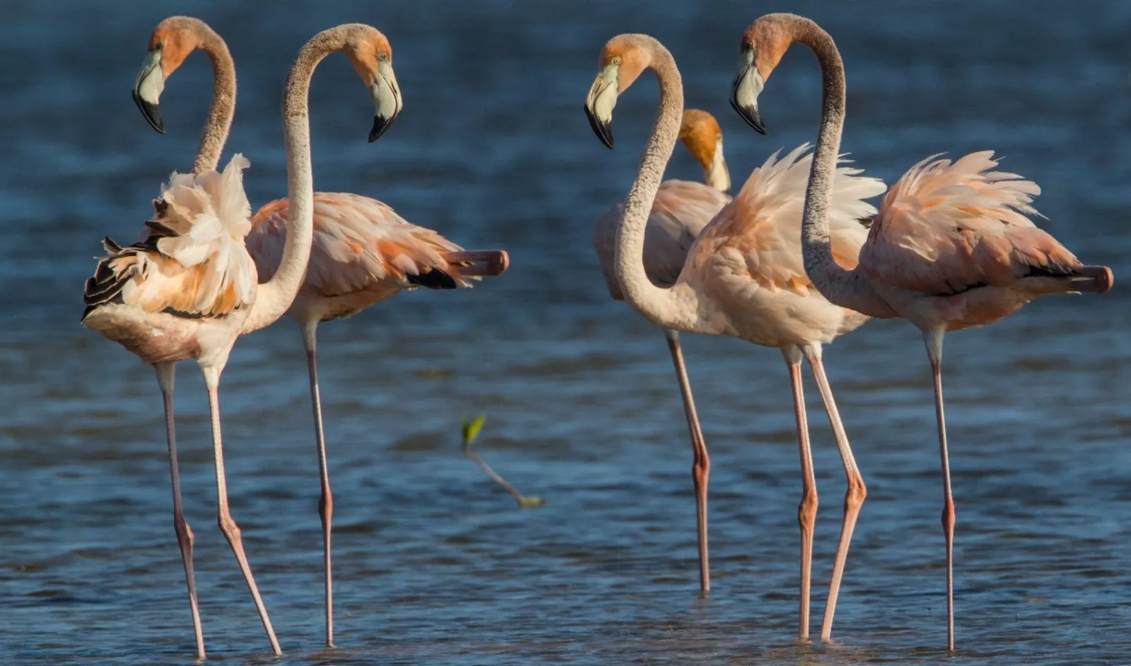 Rescate  garantizará  el manejo y protección de la especie,  contribuyendo a  la estabilidad de  población de flamencos  en RD.
