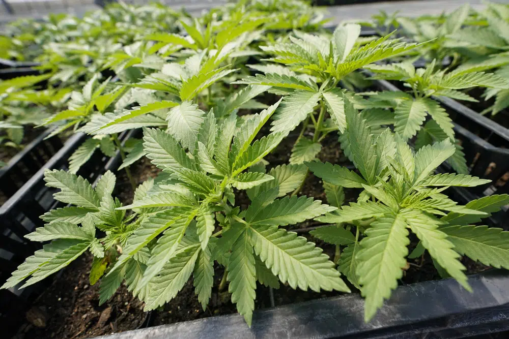 marihuana