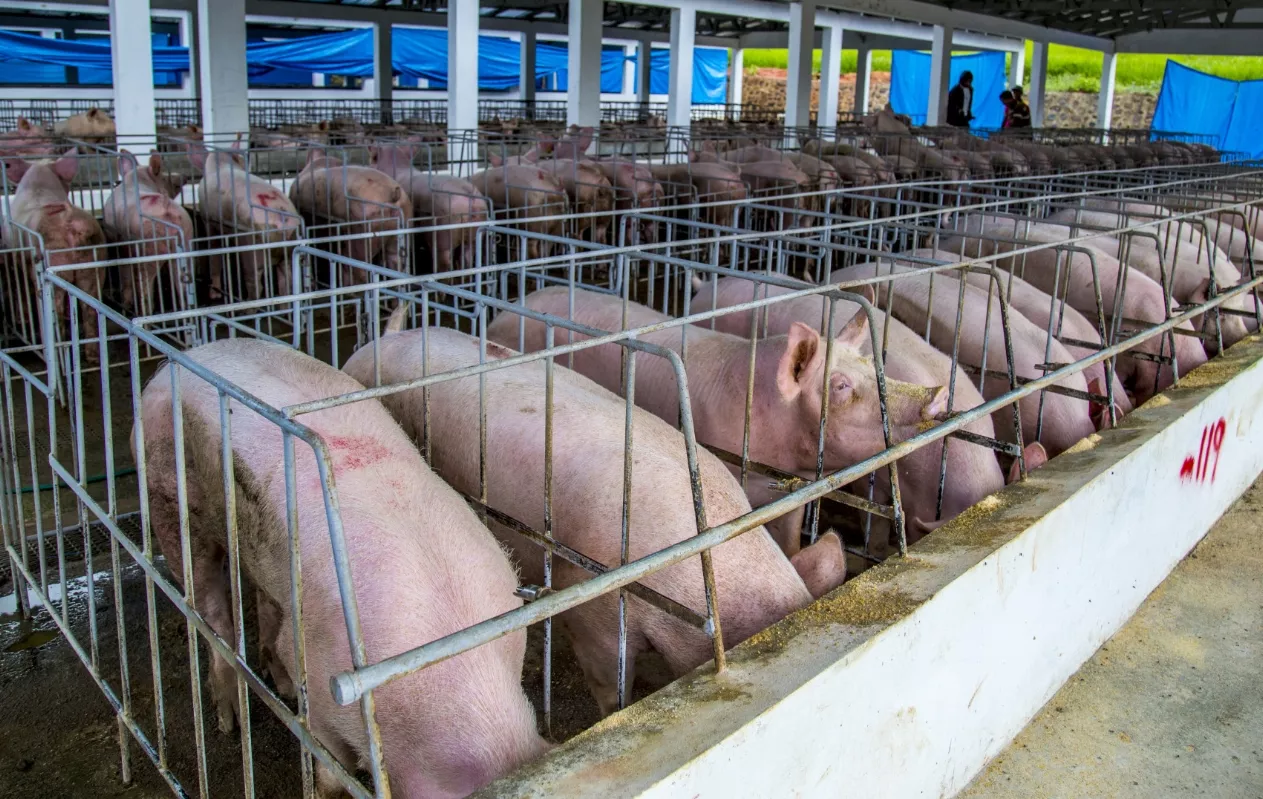 Productores aseguran “hay cerdos suficientes para las festividades; precio en las granjas no ha aumentado”.