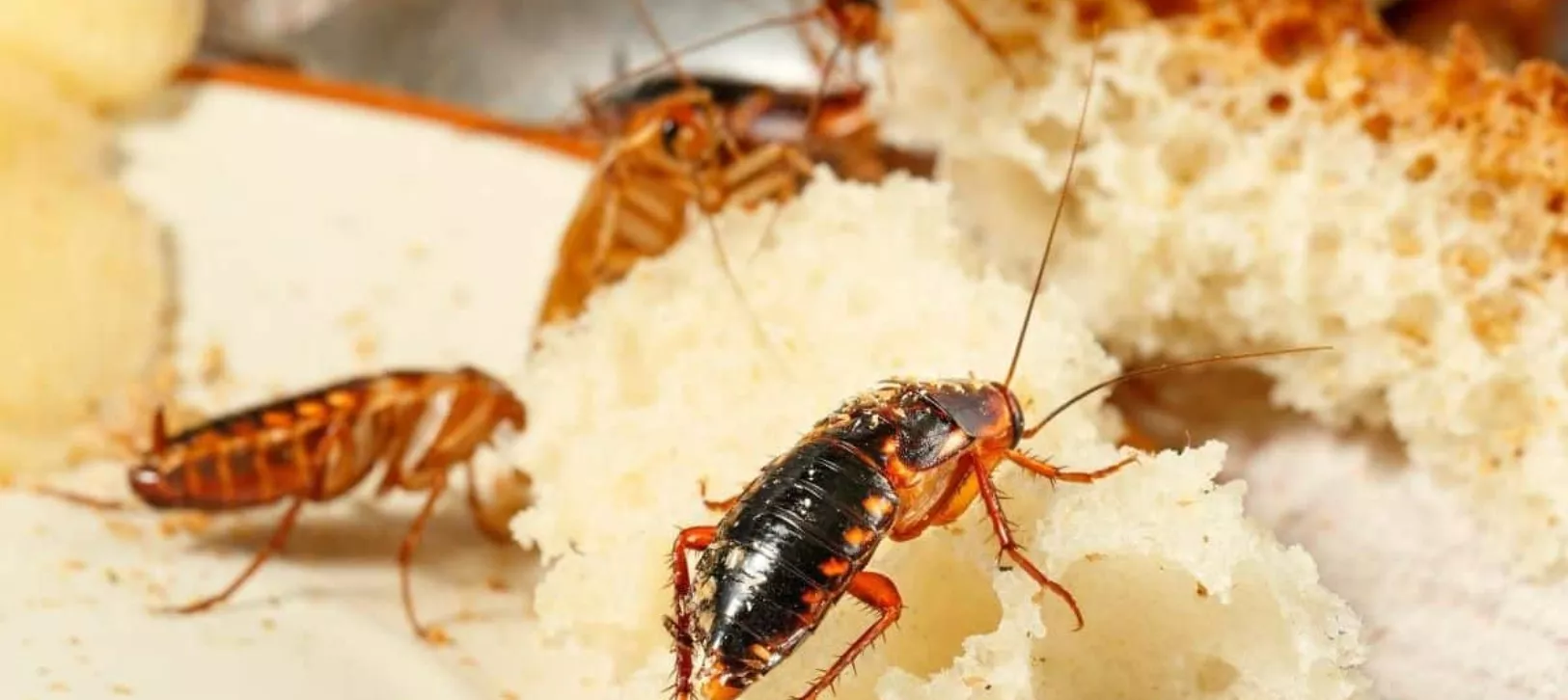 Anidan preferentemente en lugares húmedos, calientes, oscuros y con fácil acceso a los  alimentos, igual en los  desechos.