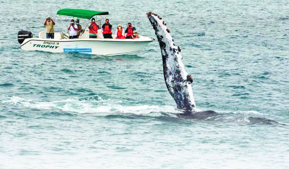 ballenas