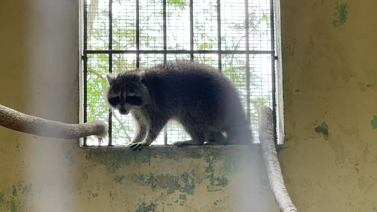 Mapache fue encontrada en vivienda en construcción en Los Guaricanos, Villa Mella.