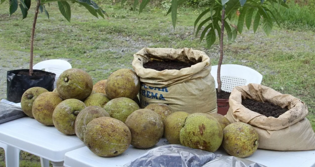 En el país existen unos dos mil productores de castaña de masa  organizados.