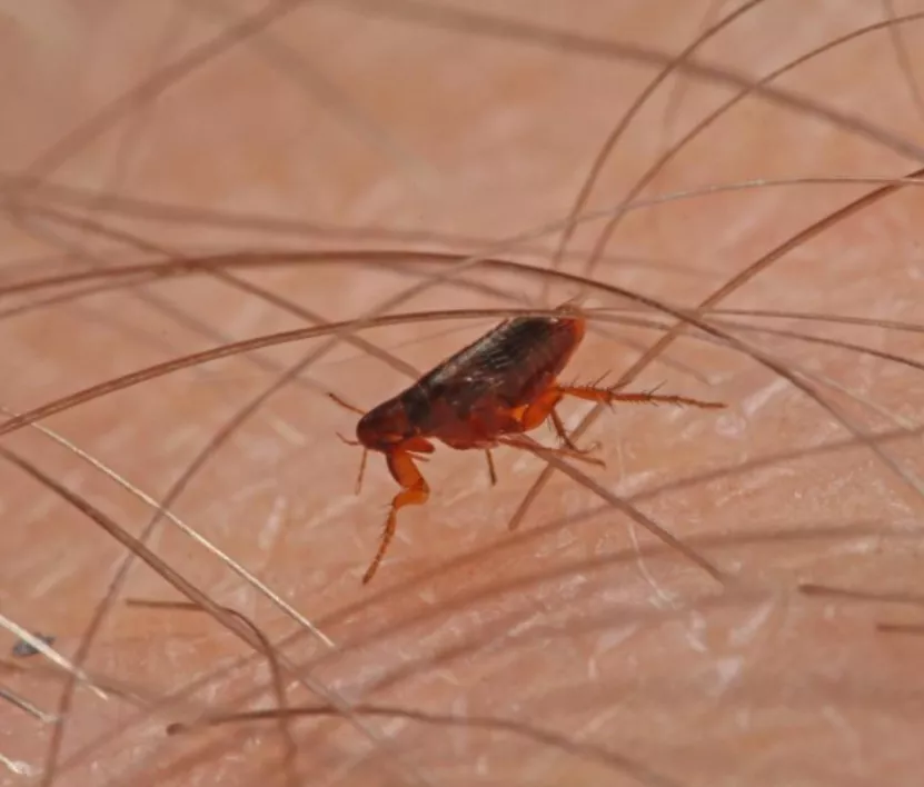 Ellas eligen las temperaturas cálidas,  por eso en los meses de primavera y verano es más probable que aparezcan.