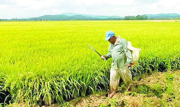 El arroz es el principal rubro demandado en el país. Fuente externa