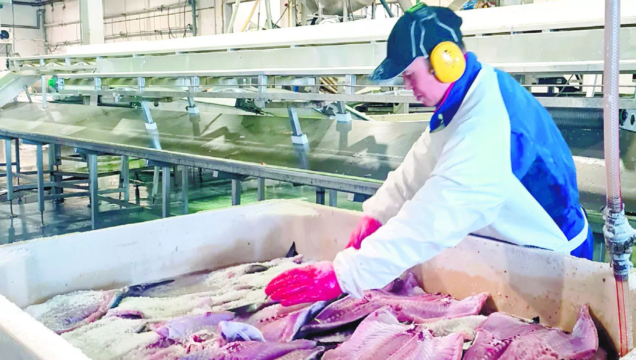 Operarios y maquinarias integran un proceso  que permite que  los consumidores puedan  disfrutar de este bacalao seco.  FOTOS LADY REYES Y JOSÉ ALFREDO ESPINAL