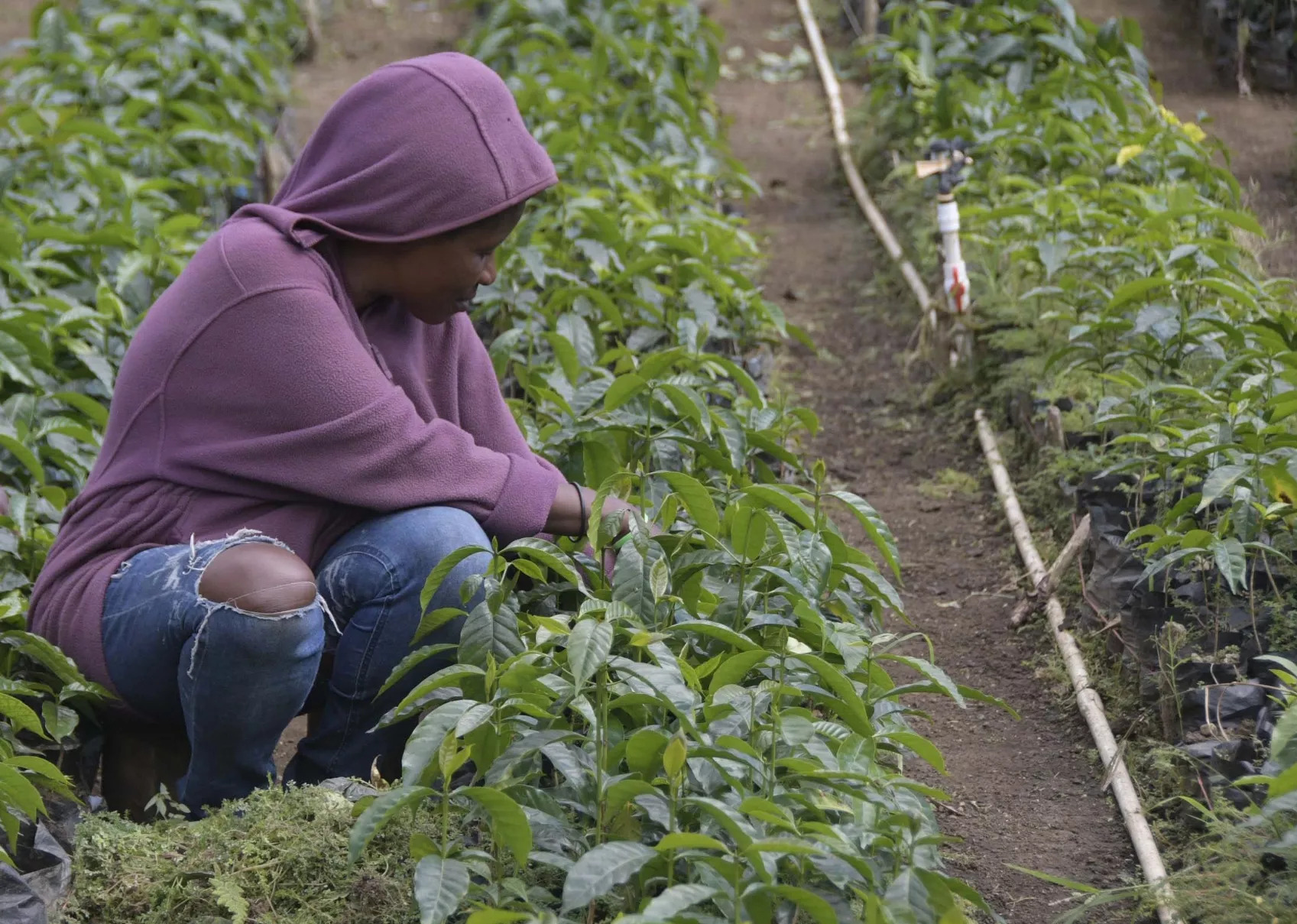 La  producción consta de ocho etapas: plantación, cosecha, procesamiento, curado, tostado, molido, cata y almacenamiento.
