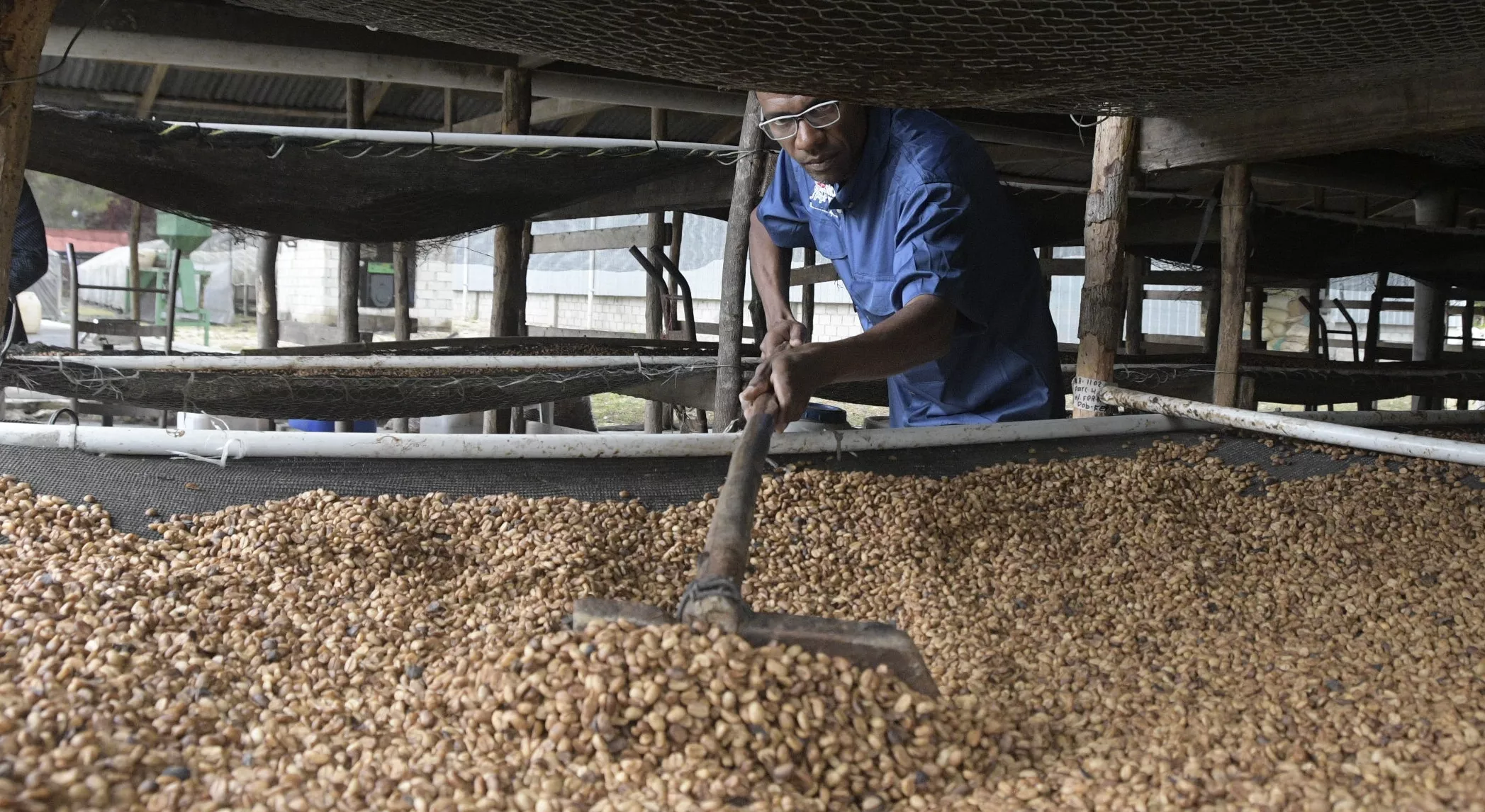 Granos de café en proceso de secado especial bajo techo con proceso manual  para dar un mejor sabor y calidad del producto final.  Alberto Calvo