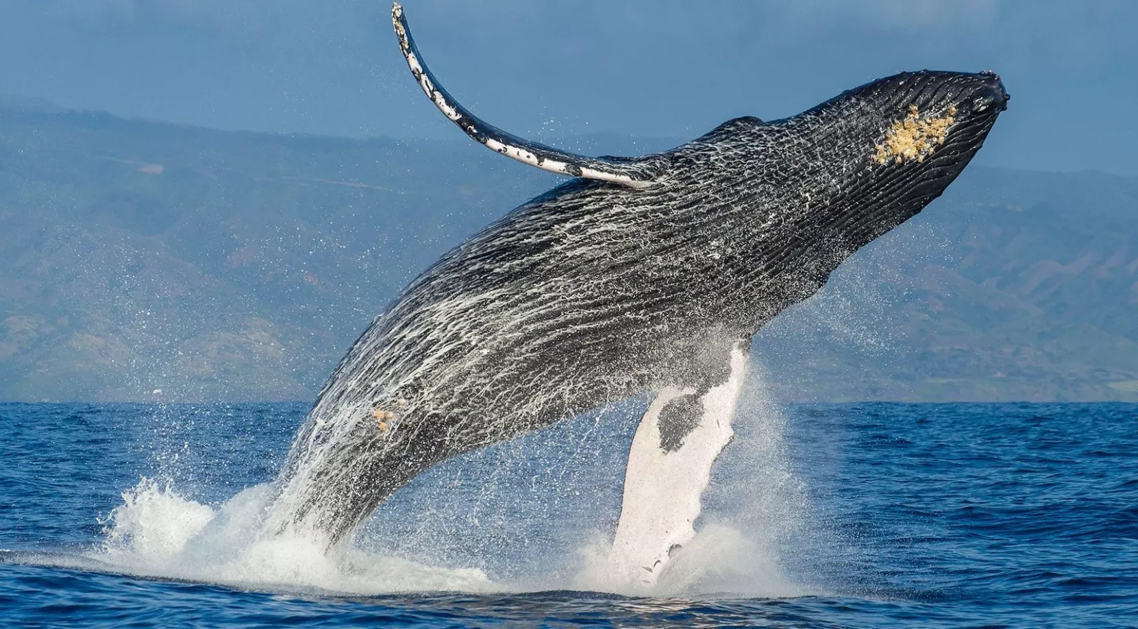 En el congreso se dará cita la comunidad científica internacional especializada en el estudio de las ballenas  jorobadas.