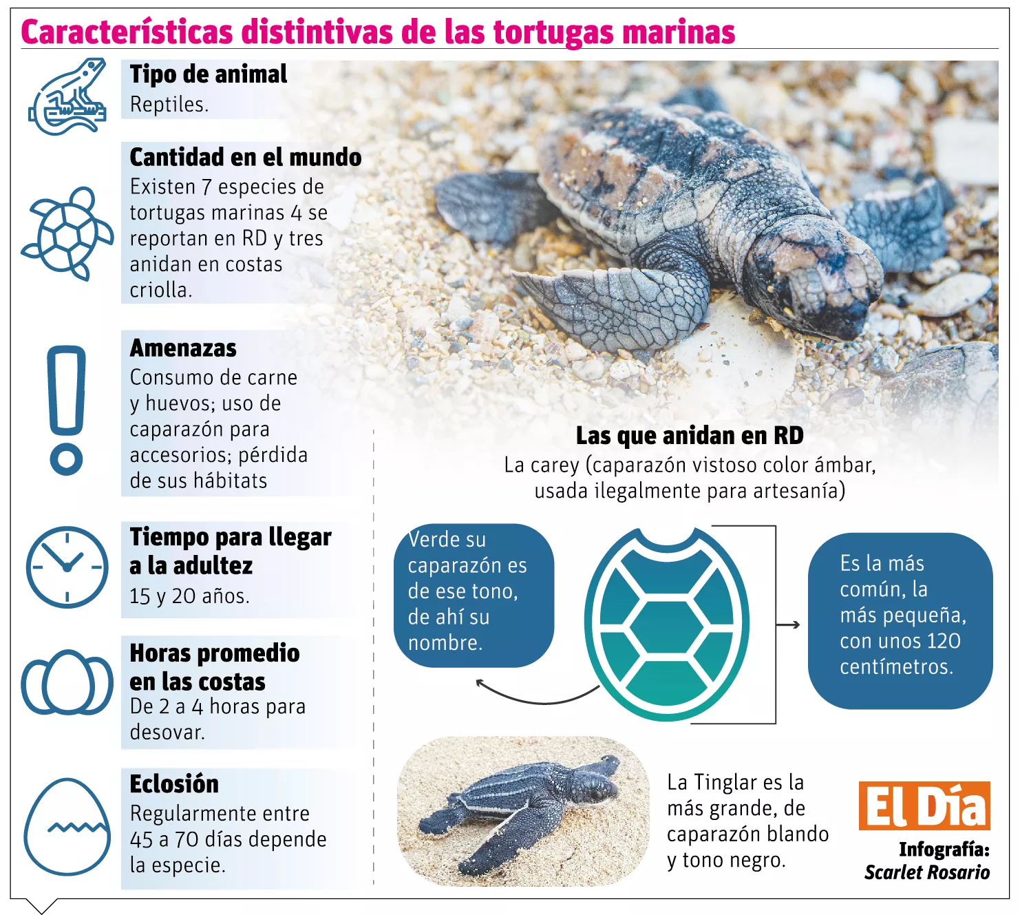 info-TORTUGAS M