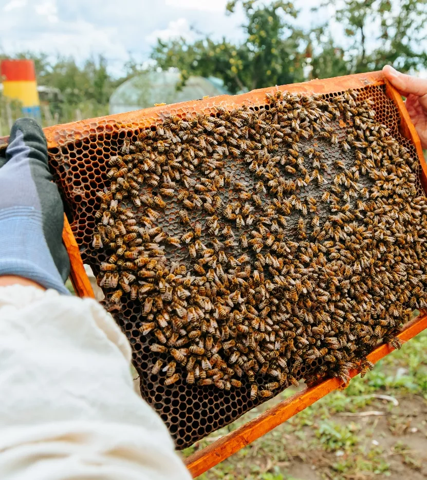 Es una plantación de variadas especies de abejas.