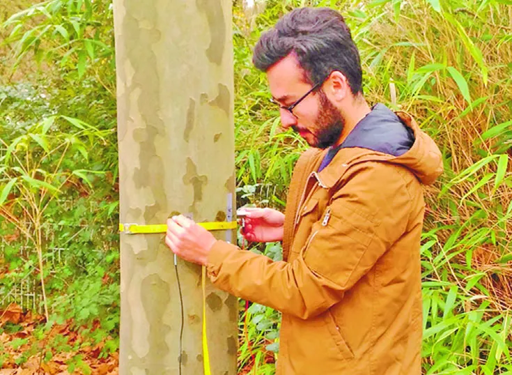 El aprovechamiento del árbol debe hacerse a partir de lograr su madurez.  AGENCIA FOTO