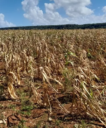 Algunas plantaciones se han visto dañadas.