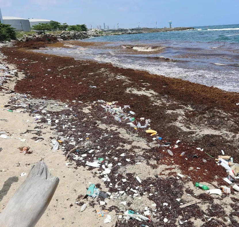 Las playas del sur presentan gran cantidad de sargazo.