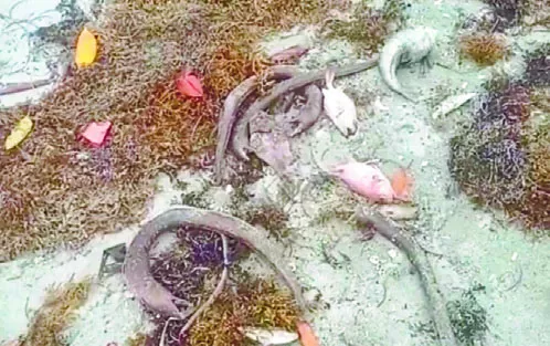 Algunos de los peces muertos en la playa Los Negros, en Azua.