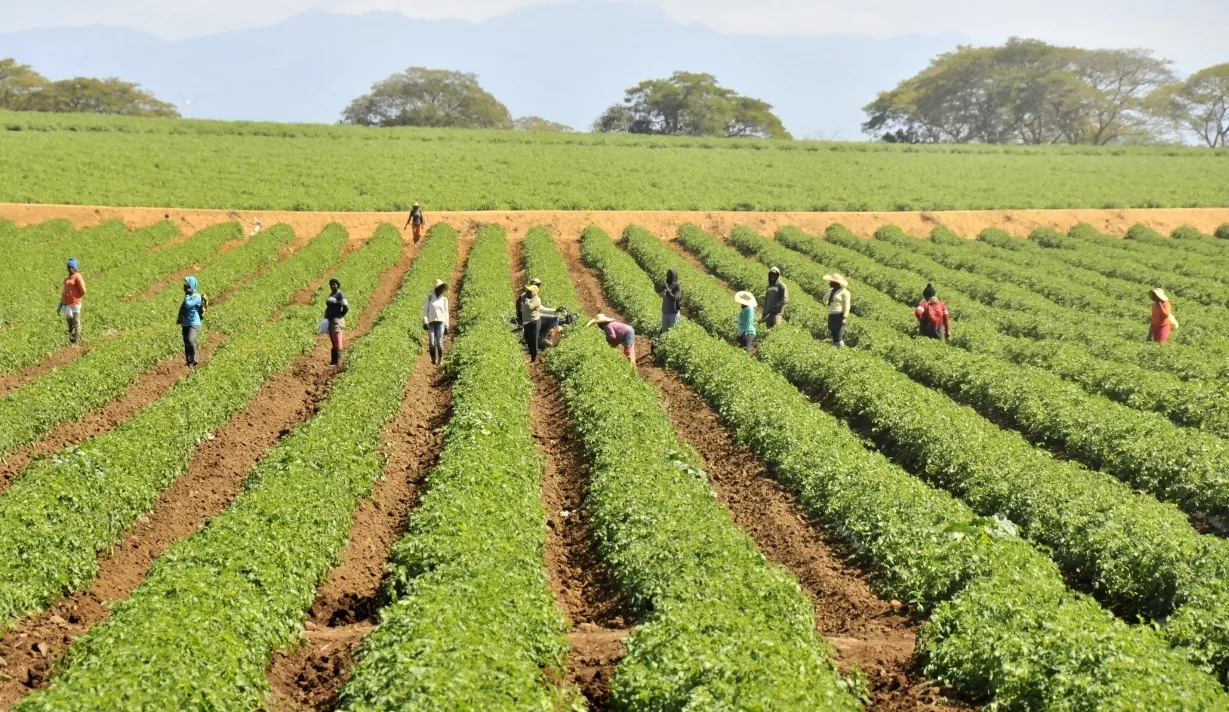 Las plantaciones agrícolas comenzaron a verse recuperadas tras las lluvias registradas.