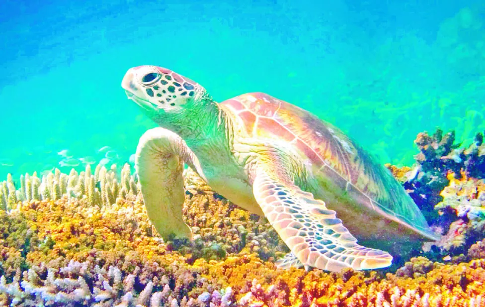 Reproducción de  tortugas  hembra ocurre en el agua,  luego  salen a las  playas  y ponen entre 3 y 5 nidos con más de 100 huevos.