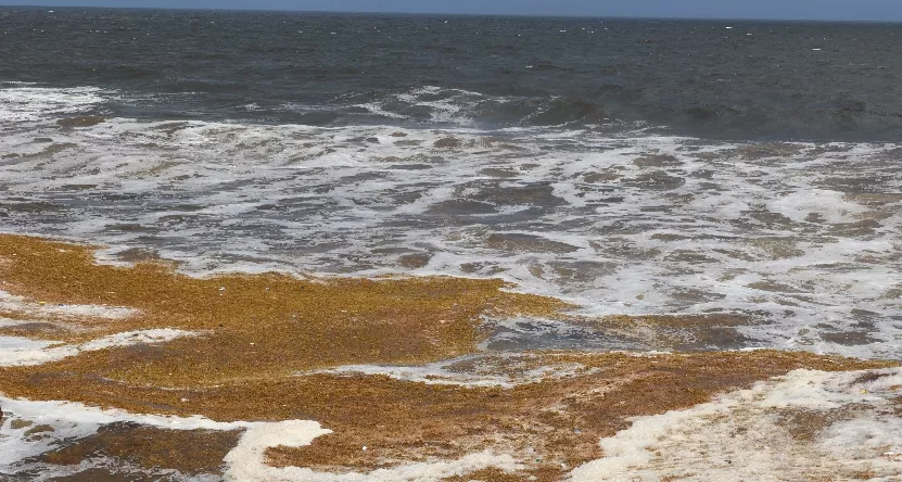 El sargazo está invadiendo cada día más la playa de Boca Chica.