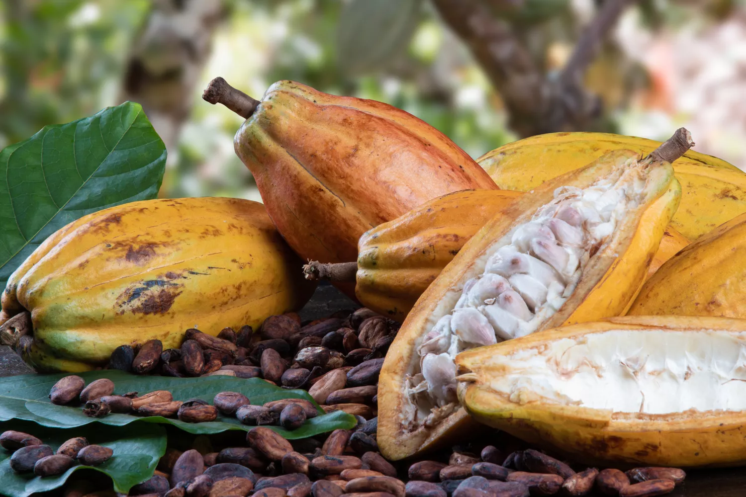 Cut cocoa fruits and raw cocoa beans with defocused cocoa planta