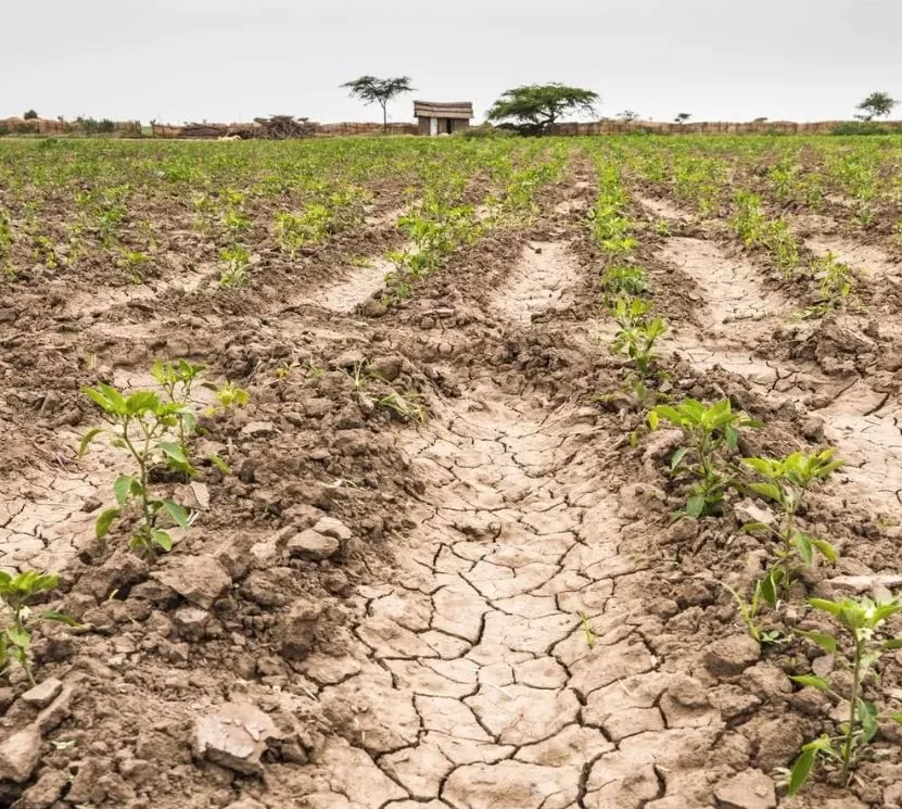 El Niño genera fuertes sequías.