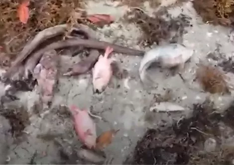 peces