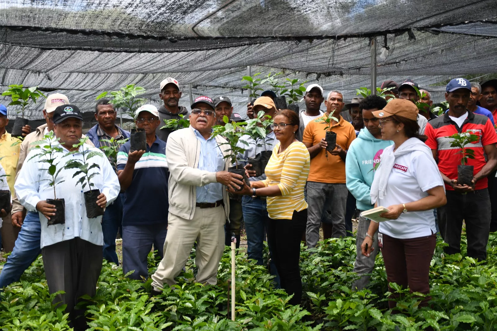 plantas de café
