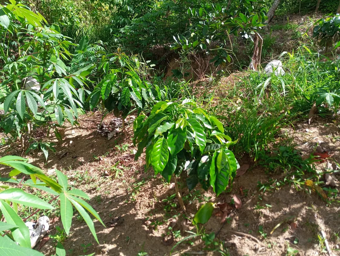Consejo Empresarial de Apoyo a Jarabacoa