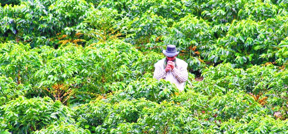 Cafetaleros piden a Abinader acciones para aprovechar altos precios