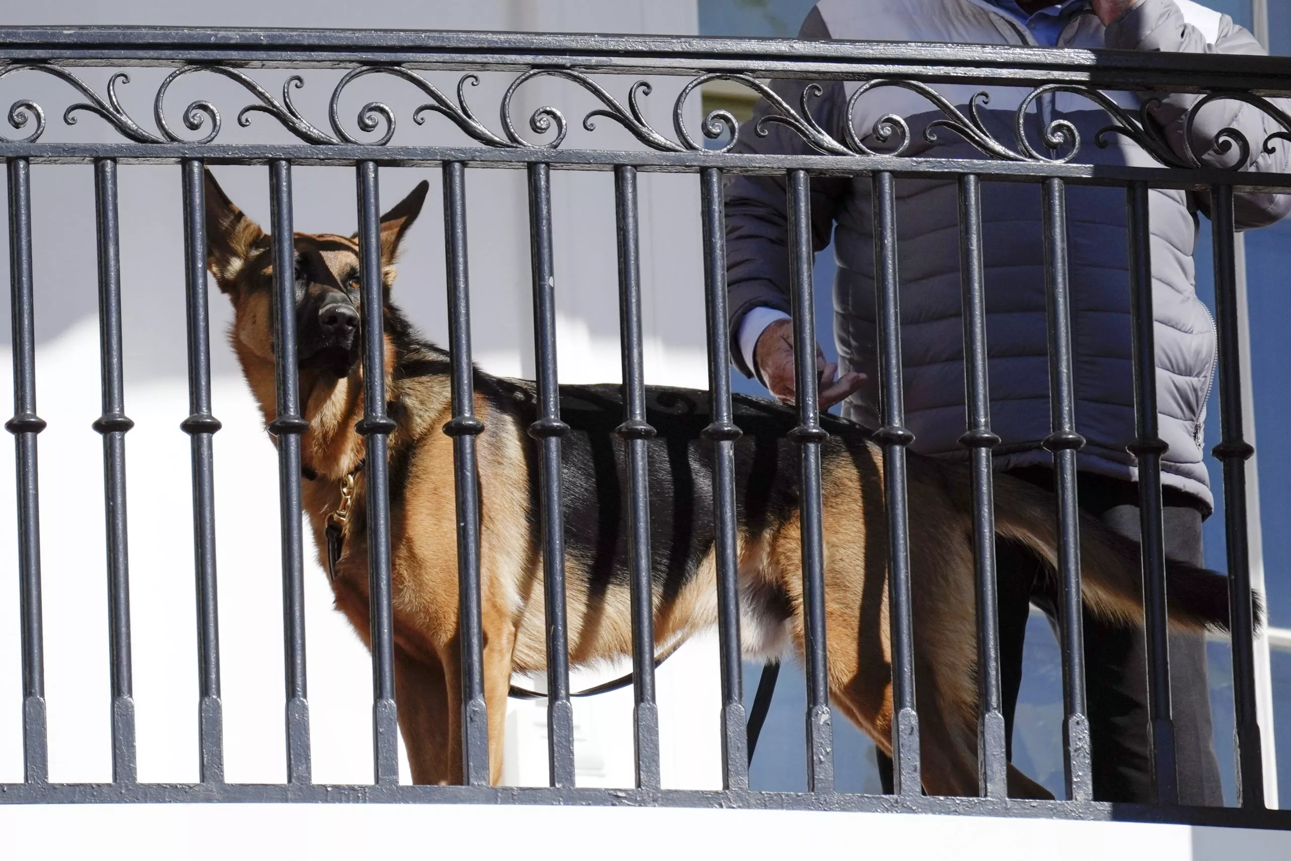 PERRO DE BIDEN