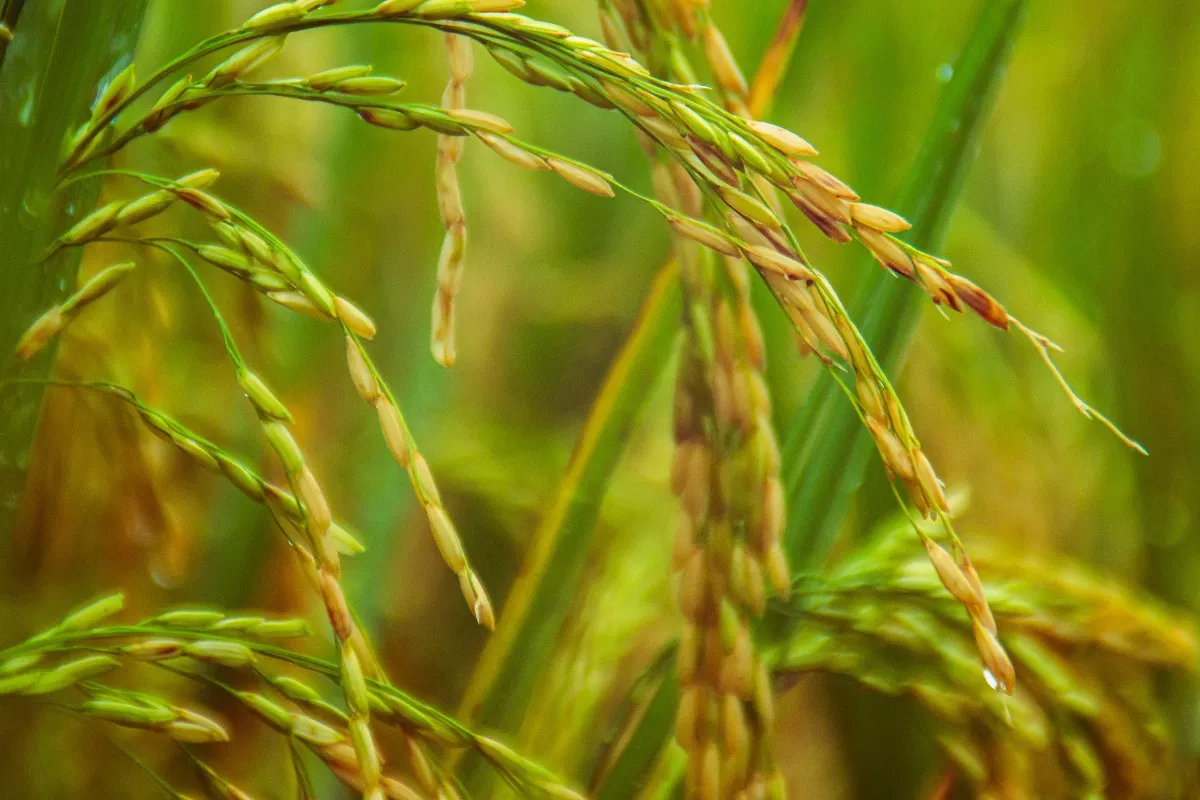 Arroz – Fuente Externa