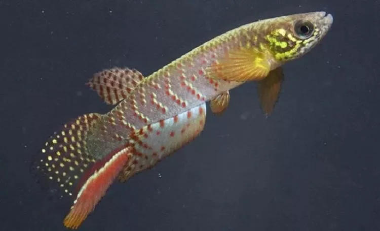 Moema juanderibaensis-pez-anfibio