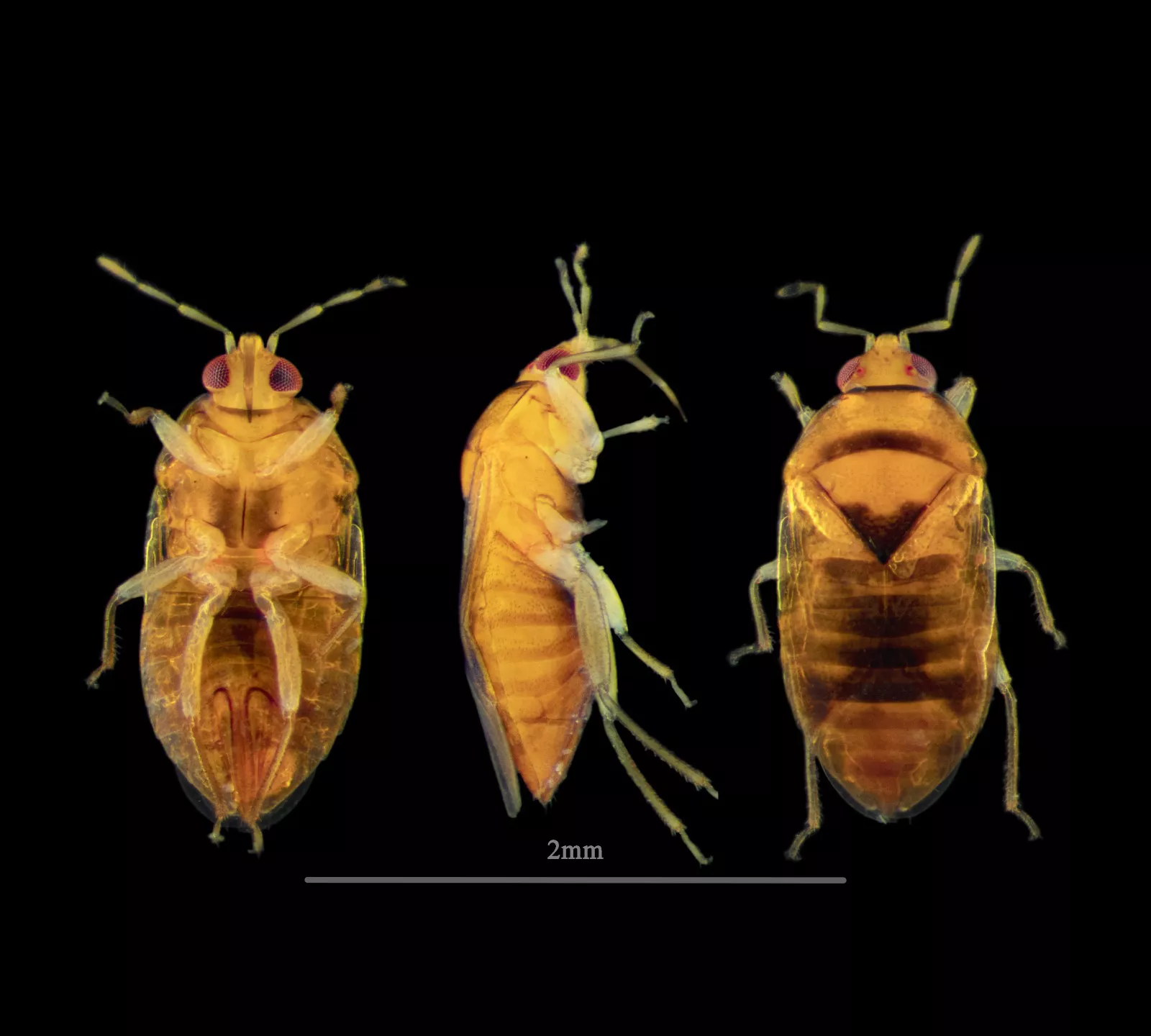 orius-flaviceps-hembra